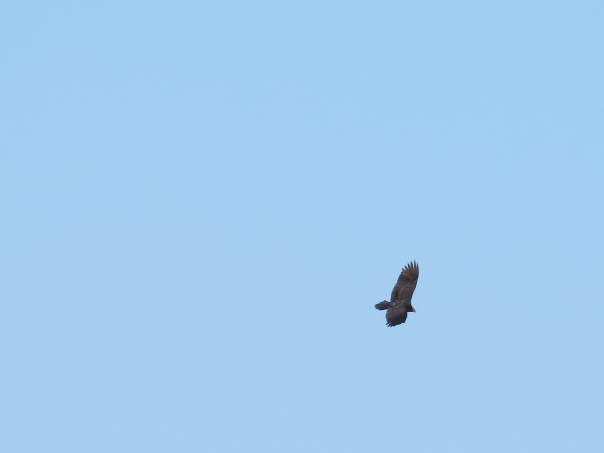 Turkey Vulture - ML644250947