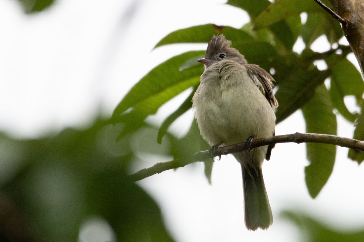 Yellow-bellied Elaenia - ML644250953