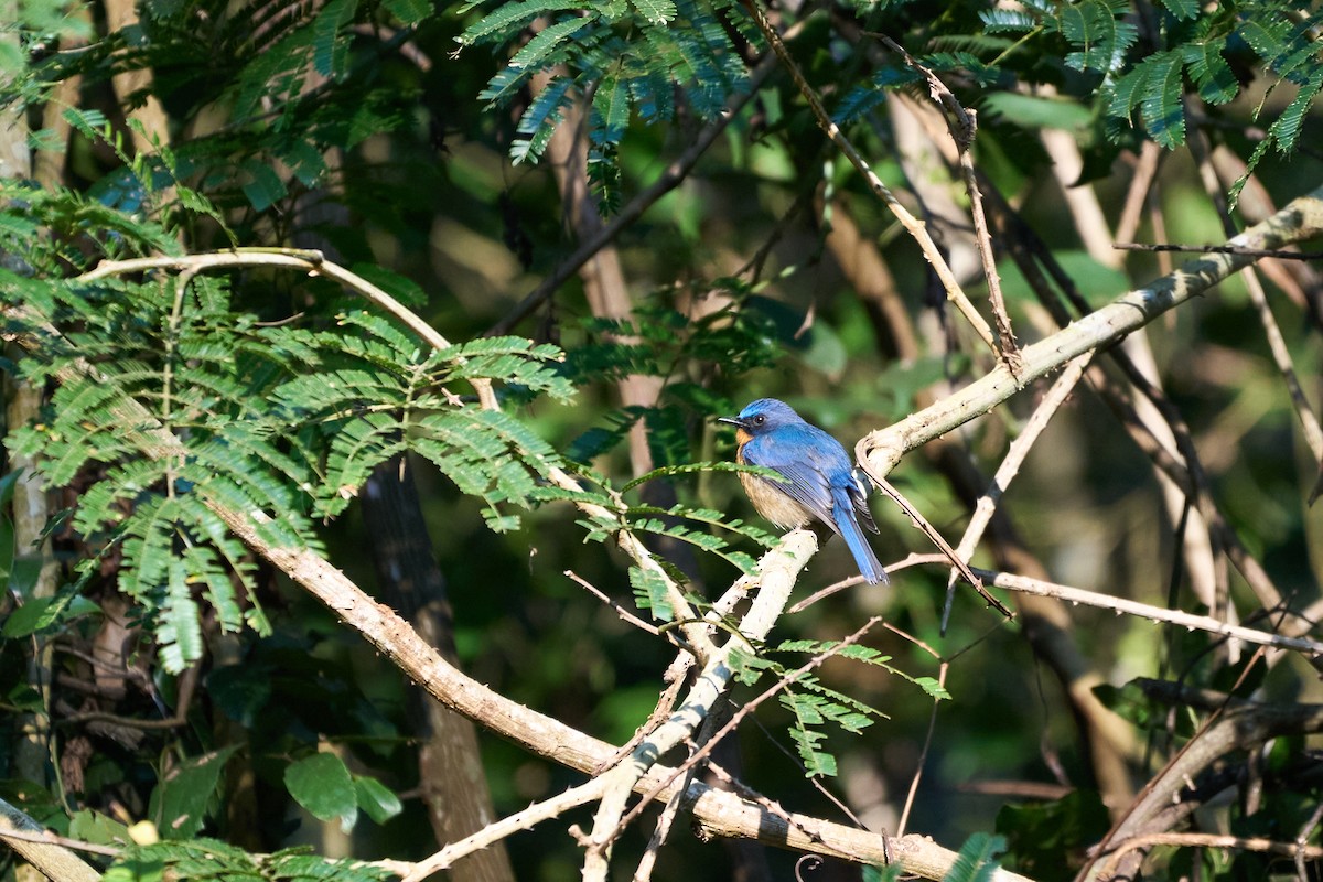 ミヤマヒメアオヒタキ - ML644250954