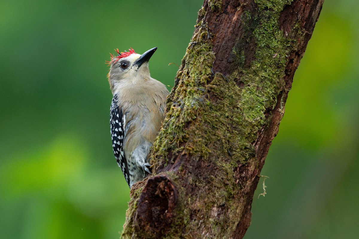 datel kápový - ML644250968