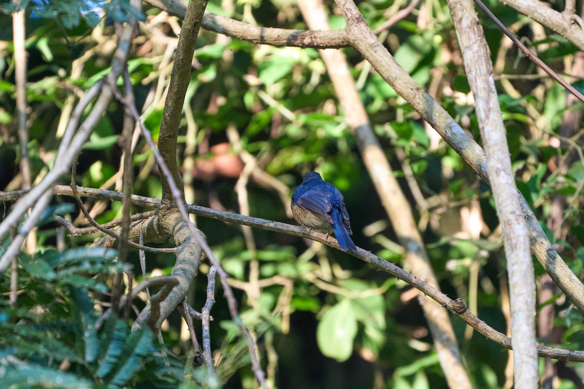 ミヤマヒメアオヒタキ - ML644250970