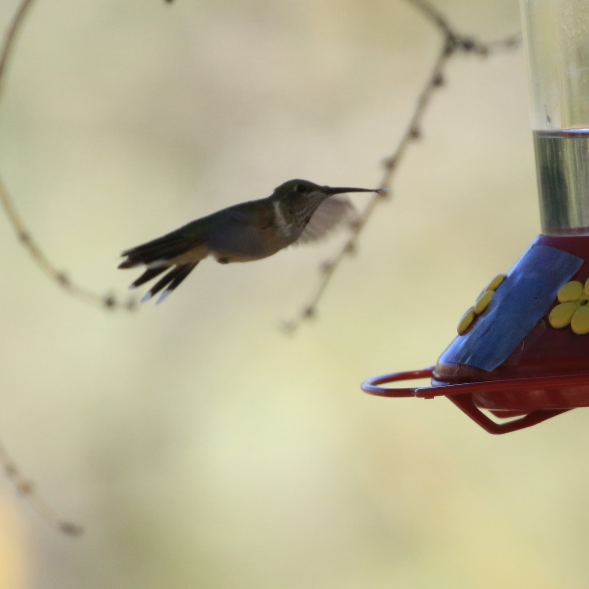 Колібрі-крихітка широкохвостий - ML644250977