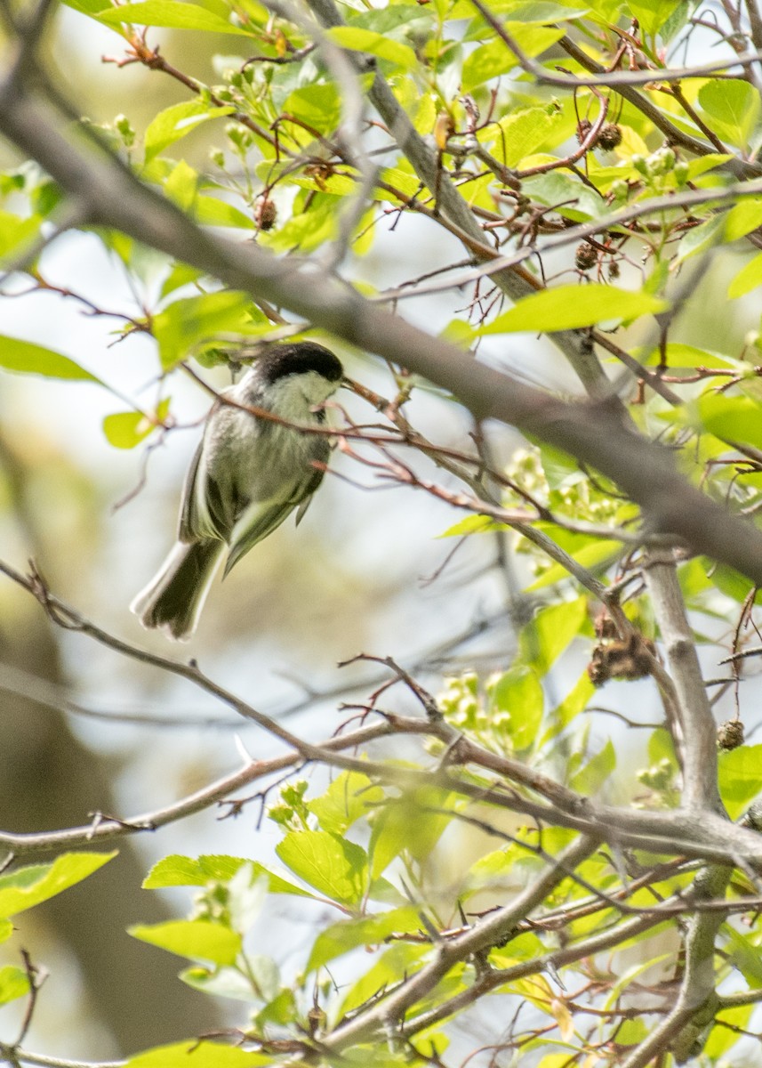 Carbonero Cabecinegro - ML644250980