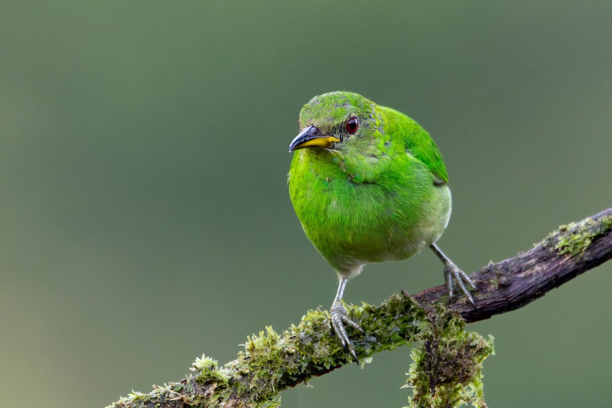 Kappennaschvogel - ML644250982