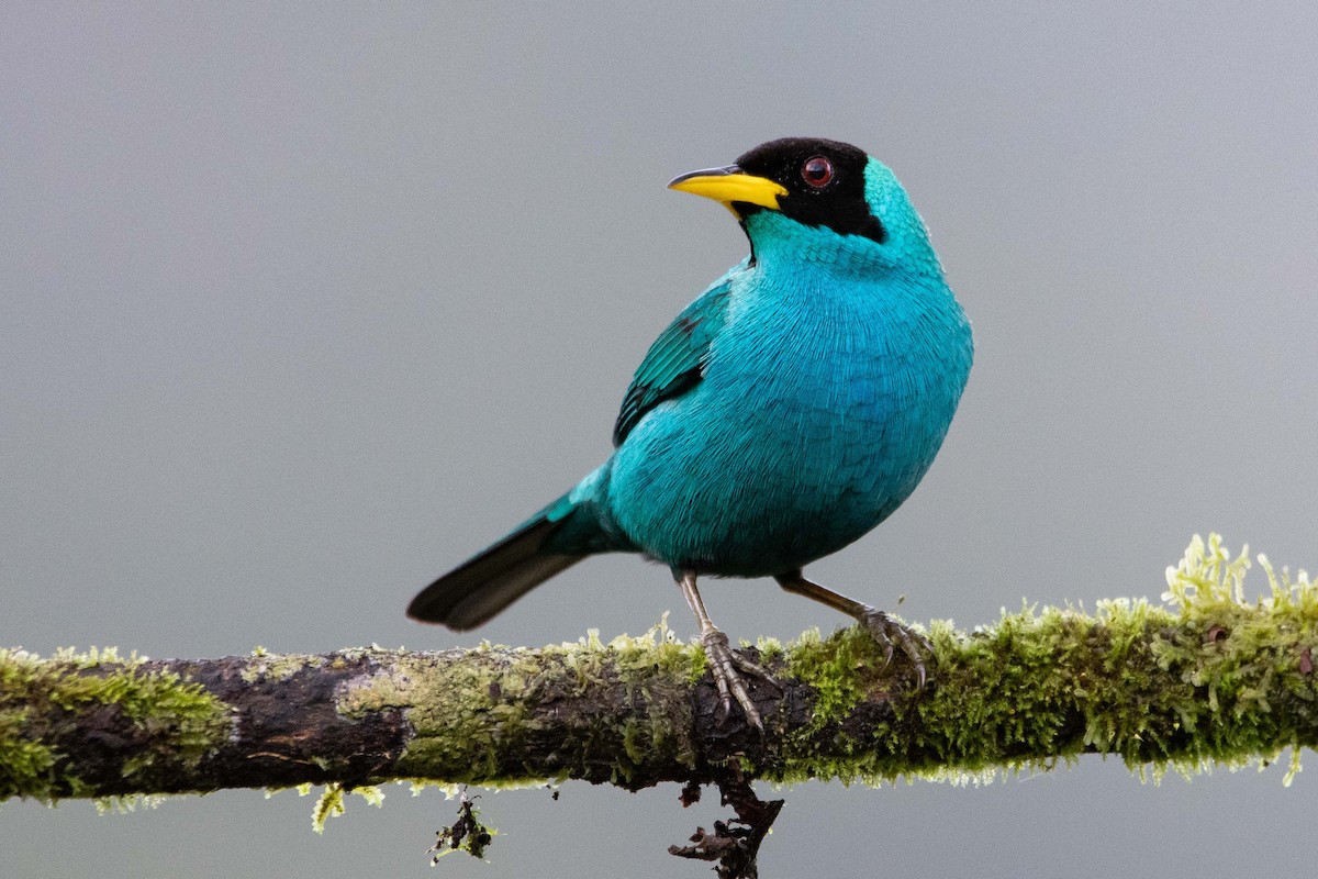 Kappennaschvogel - ML644250983