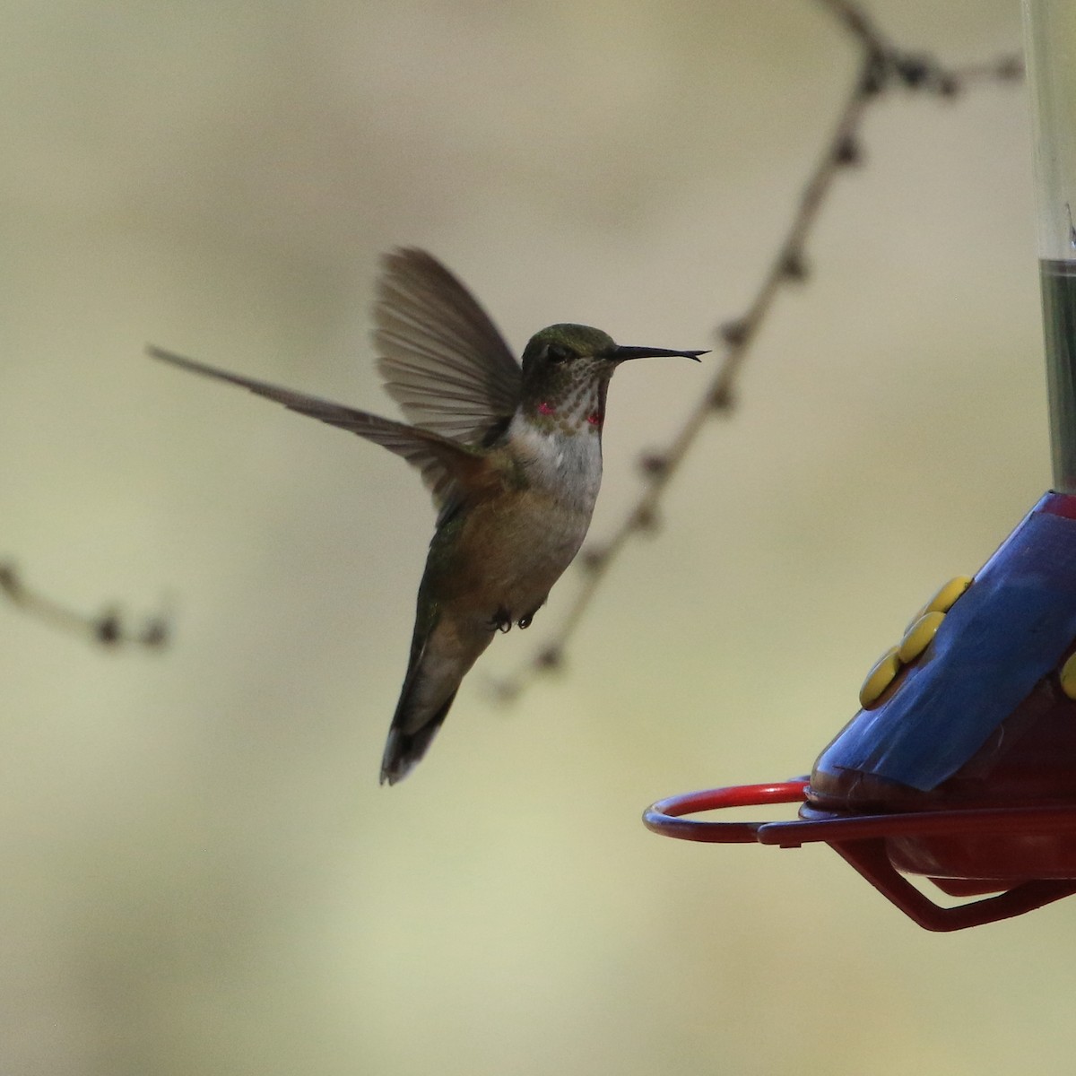 Колібрі-крихітка широкохвостий - ML644250985