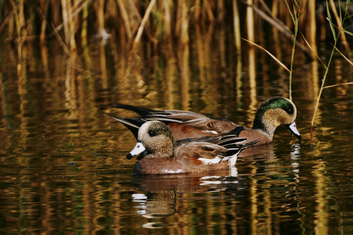 Amerika Fiyusu - ML644250987