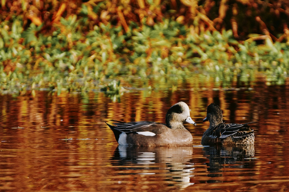 Amerika Fiyusu - ML644250988