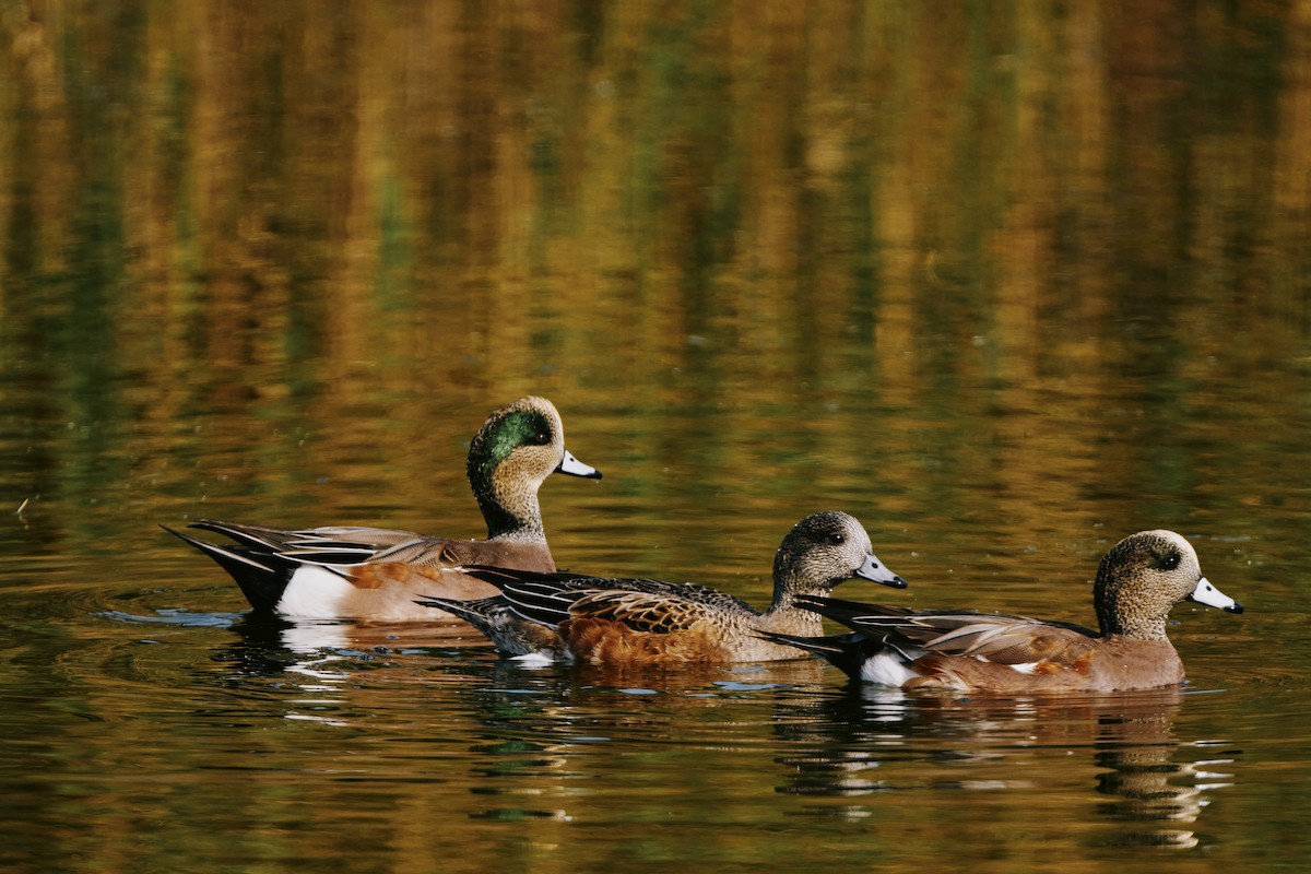 Amerika Fiyusu - ML644250989