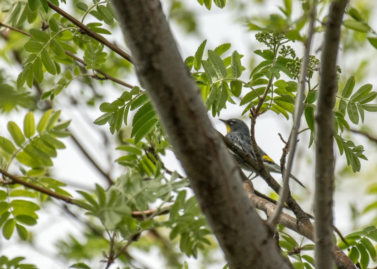 Reinita Coronada (de Audubon) - ML644250991