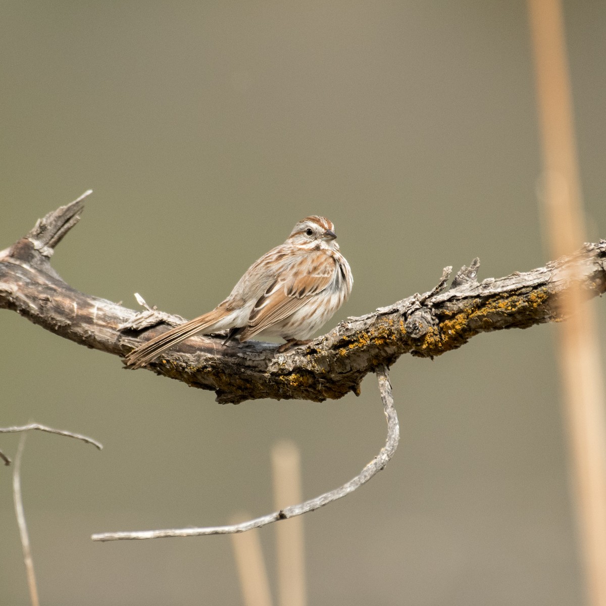 Chingolo Cantor - ML644250993