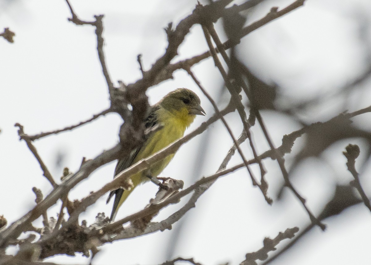 Jilguero Menor - ML644250998