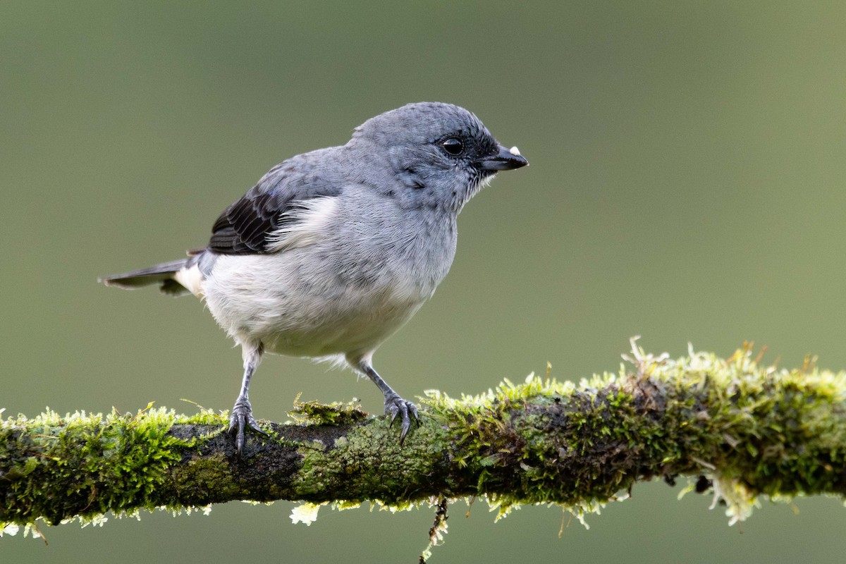 Plain-colored Tanager - ML644250999