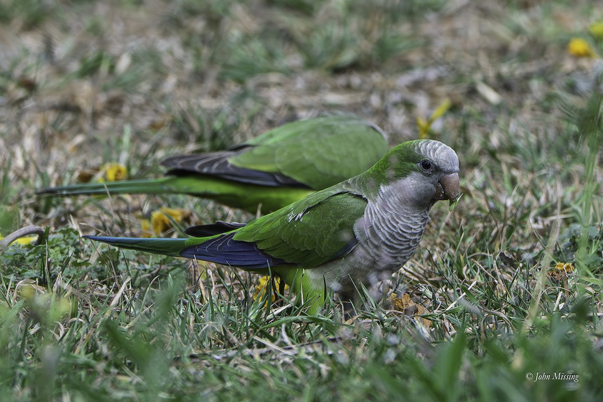 オキナインコ - ML644251009