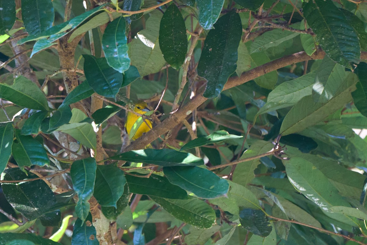 Iora de Lafresnaye - ML644251046