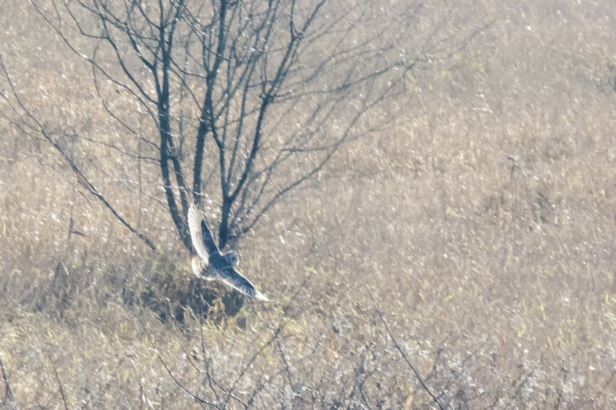 短耳鴞 - ML644251061