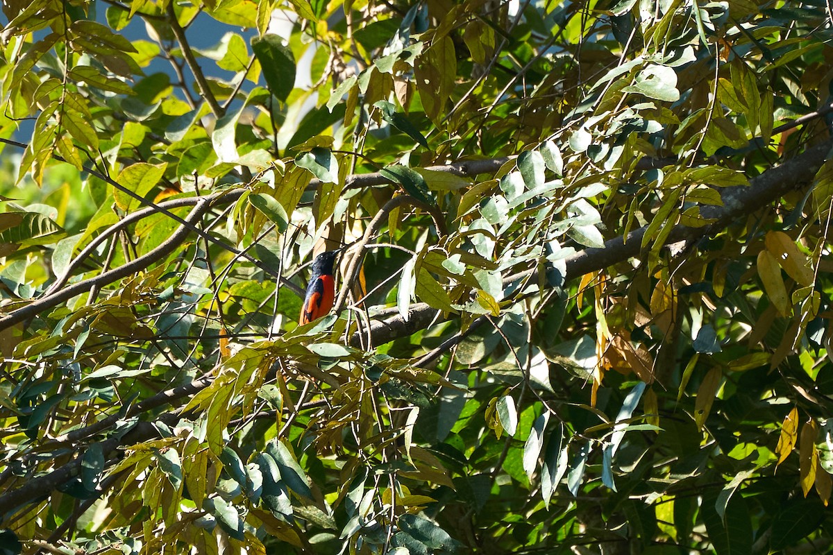 Scarlet Minivet - ML644251072