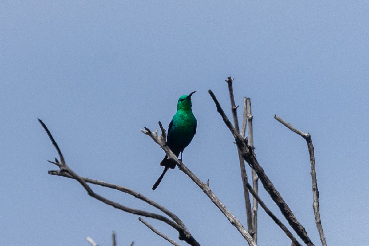 Malachite Sunbird - ML644251079