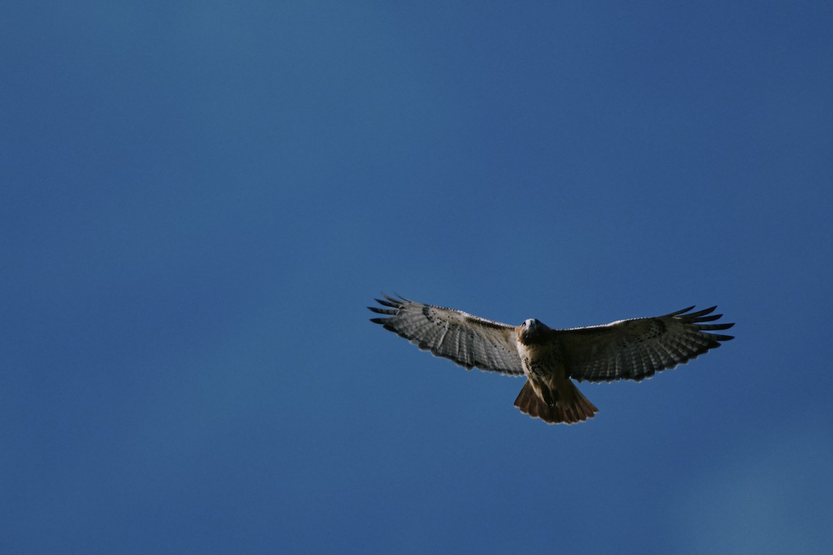 Red-tailed Hawk - ML644251080