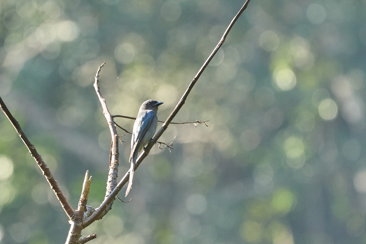 Ashy Drongo (Sooty) - ML644251086
