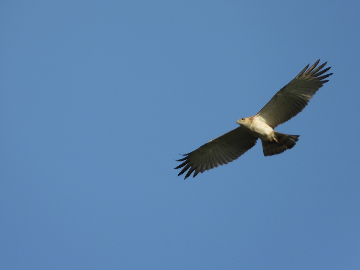 Short-toed Snake-Eagle - ML644251091