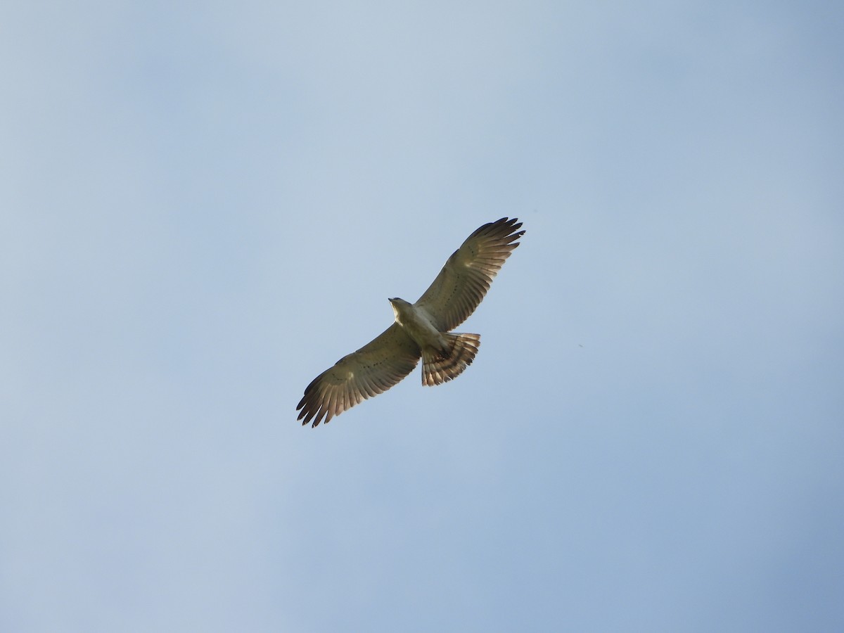 Short-toed Snake-Eagle - ML644251092