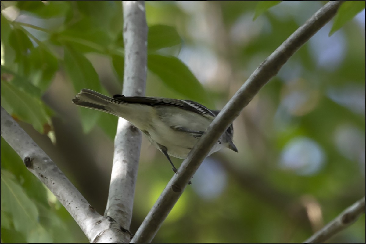 Plumbeous Vireo - ML644251093