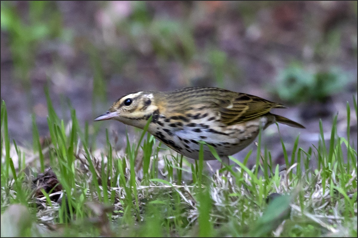 Olive-backed Pipit - ML644251096
