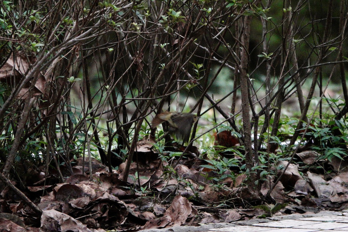 Narcissus Flycatcher - ML644251102