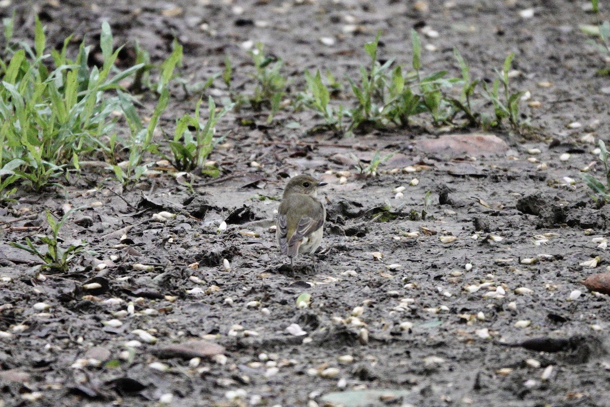 Narcissus Flycatcher - ML644251103