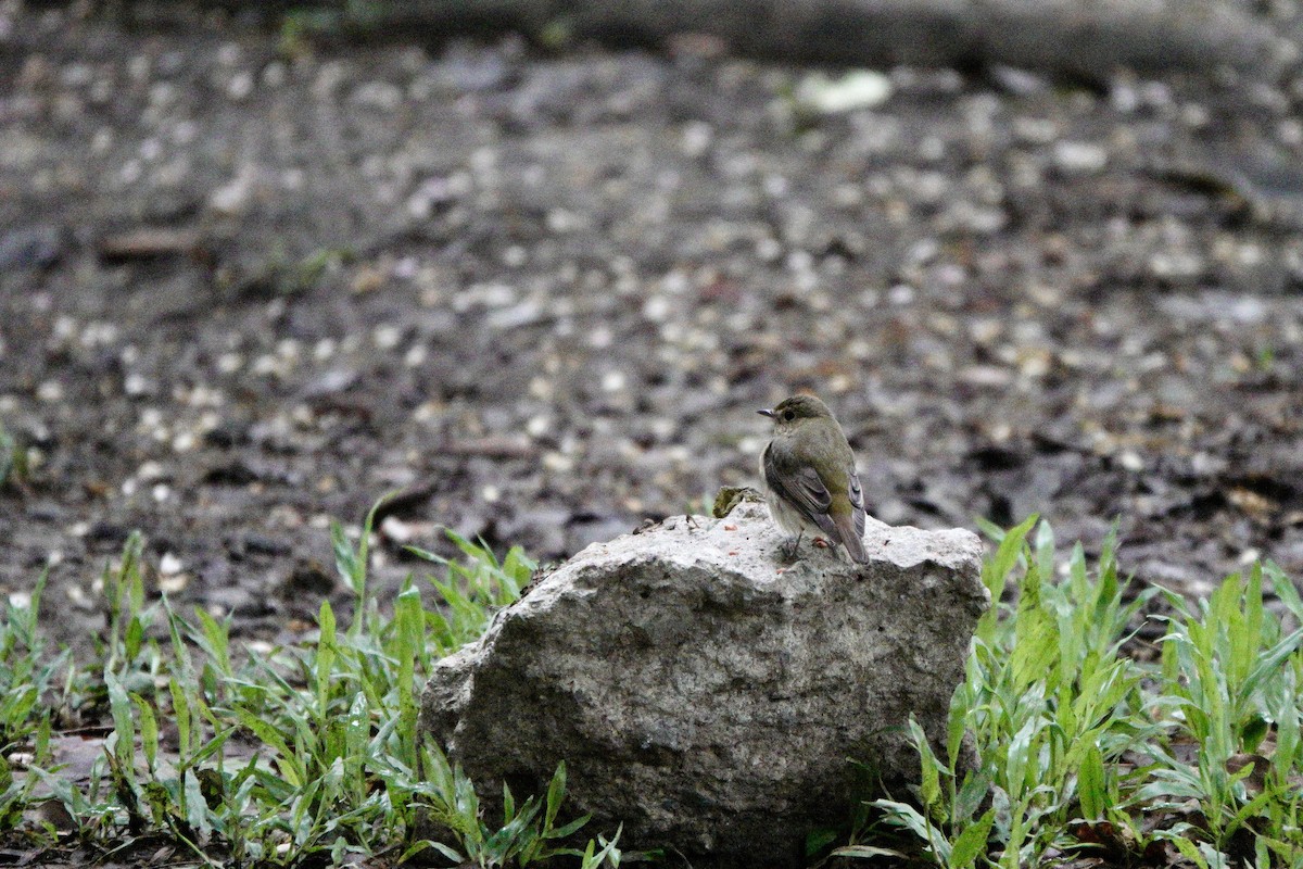 Narcissus Flycatcher - ML644251104
