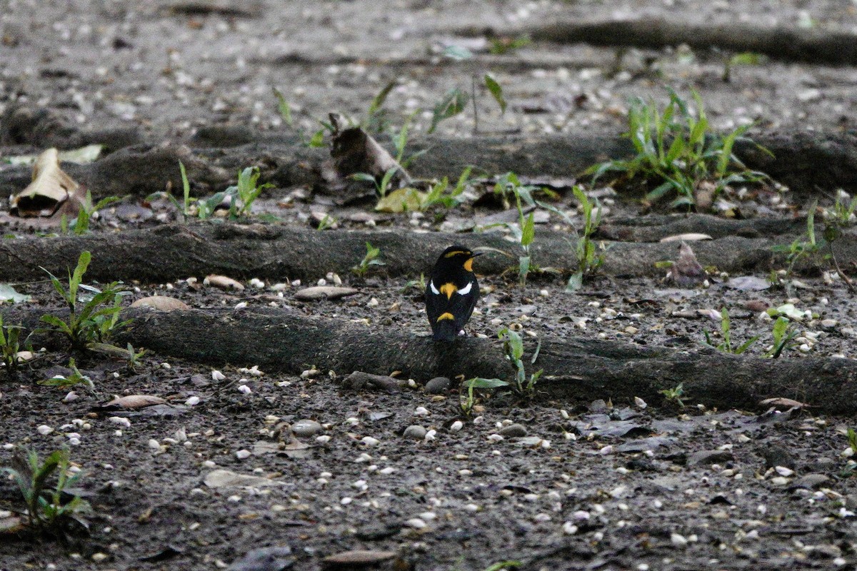 Narcissus Flycatcher - ML644251105