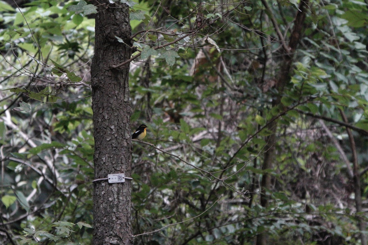Narcissus Flycatcher - ML644251106