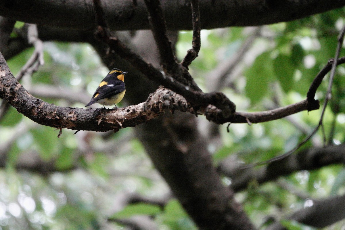 Narcissus Flycatcher - ML644251107