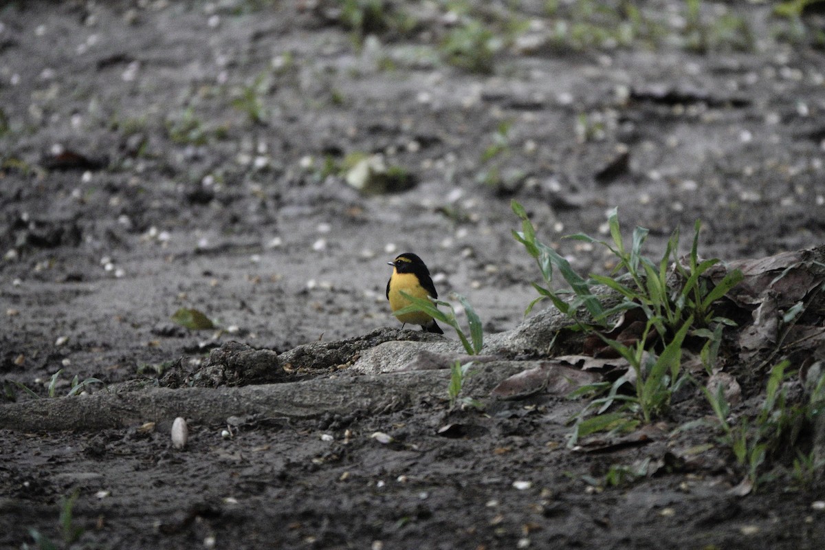 Narcissus Flycatcher - ML644251109
