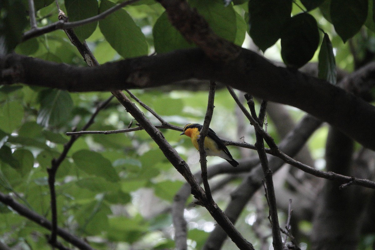 Narcissus Flycatcher - ML644251110