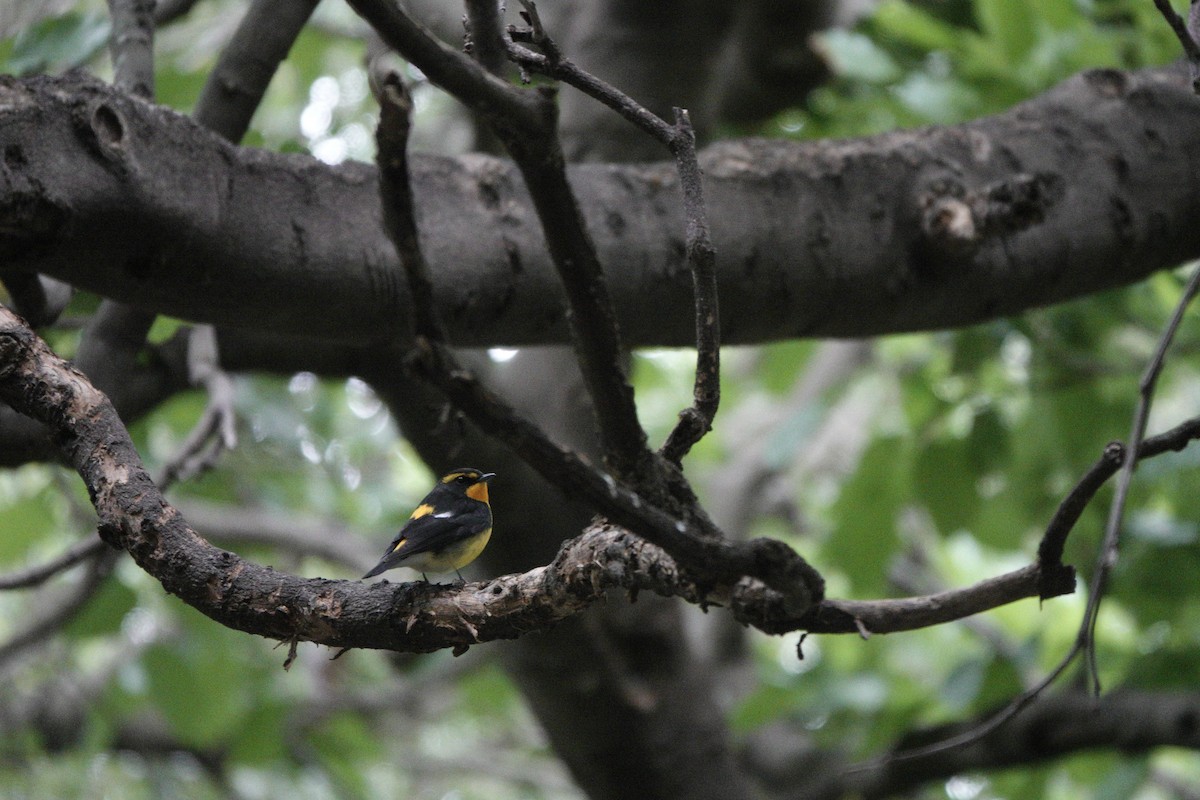 Narcissus Flycatcher - ML644251111