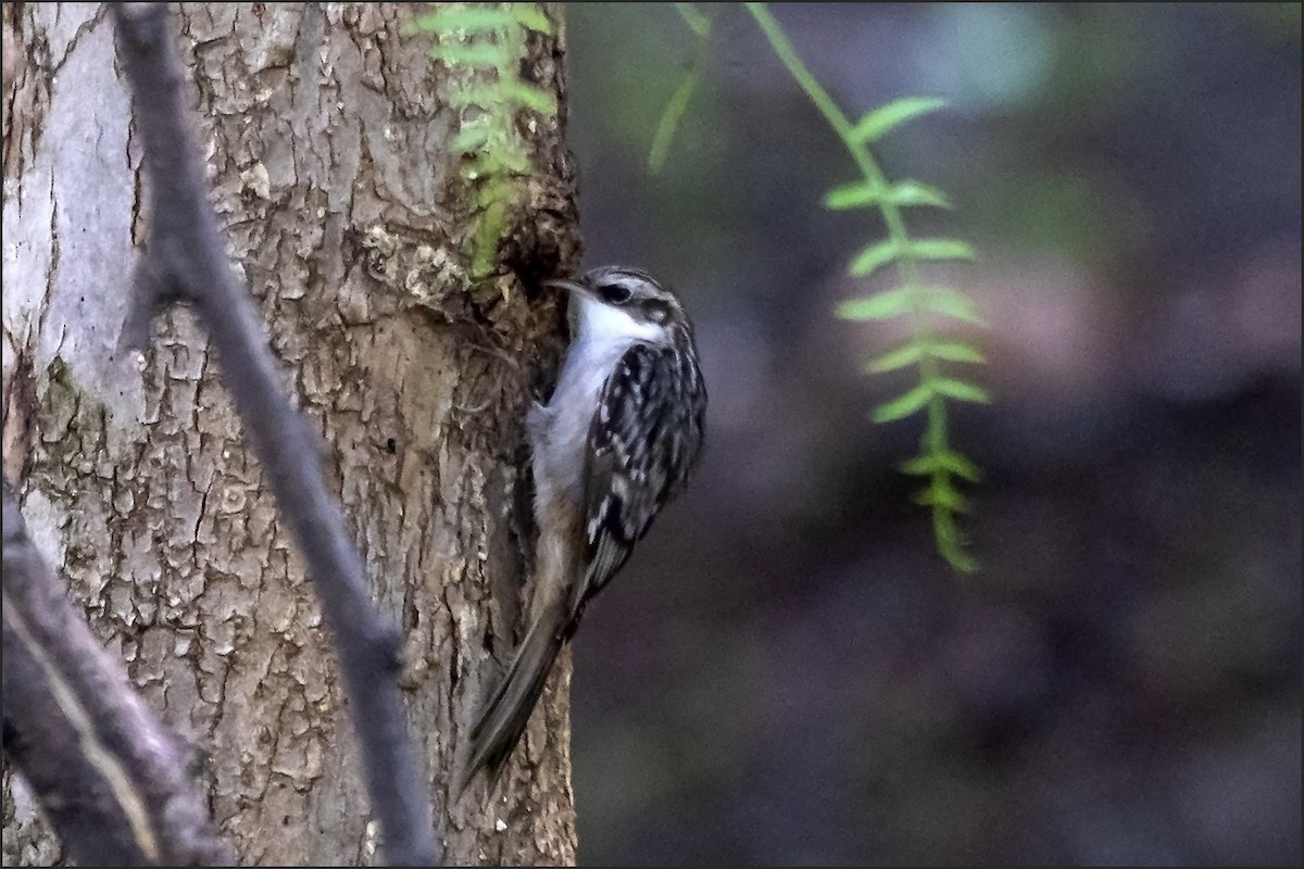 Brown Creeper - ML644251113
