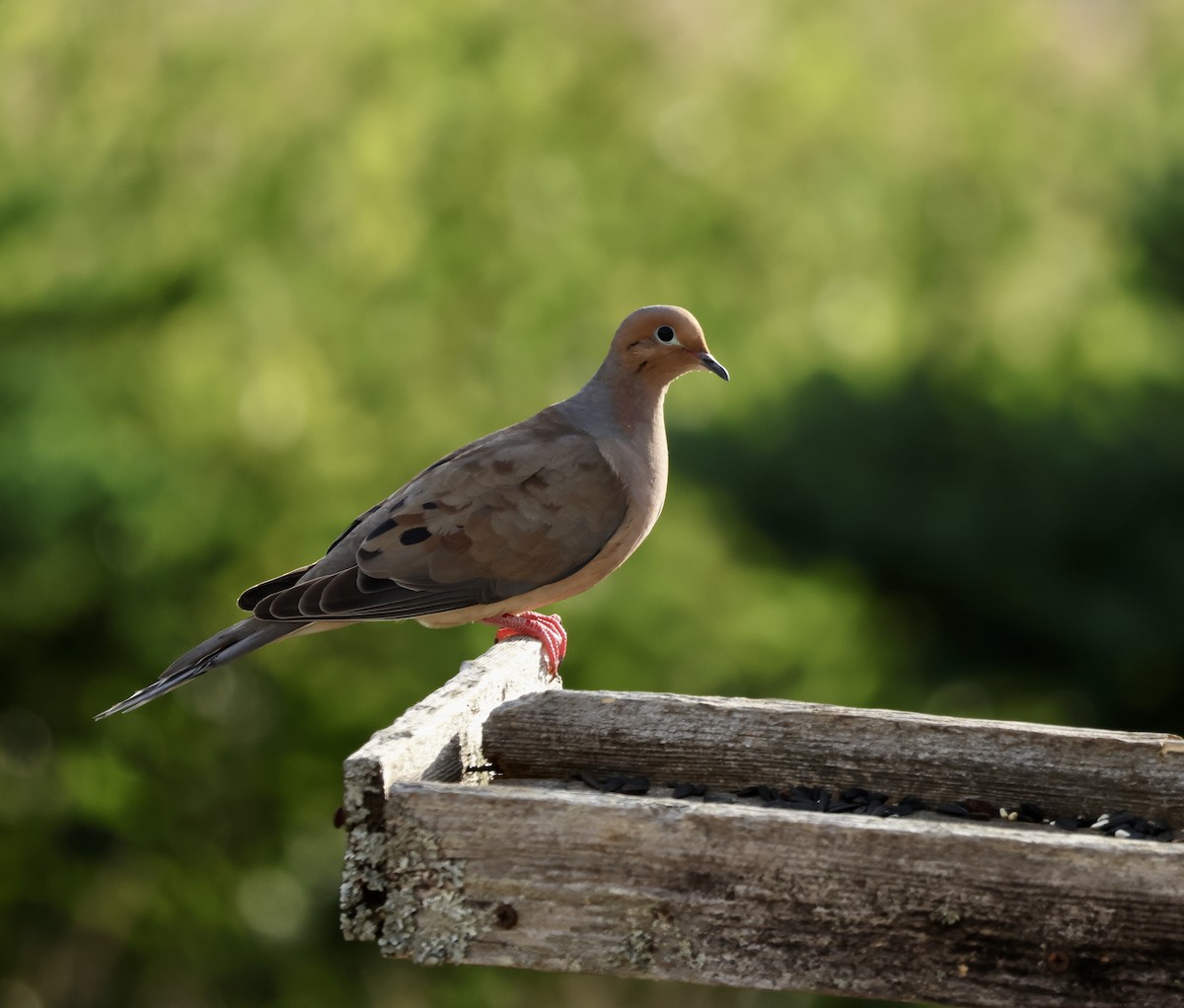 Mourning Dove - ML644251145