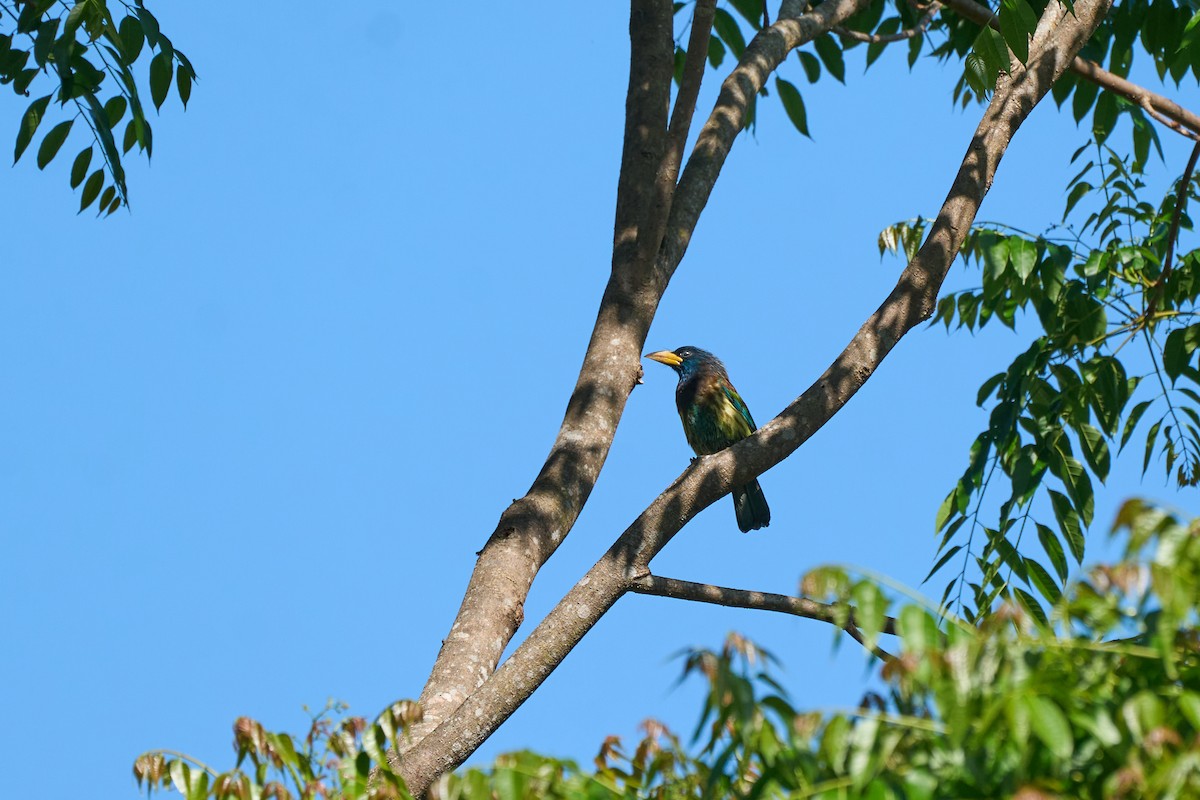 barbet velký - ML644251148