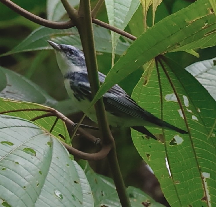 Cerulean Warbler - ML644251155