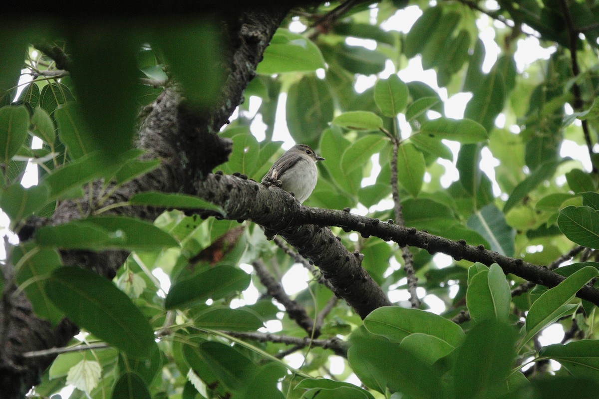 Narcissus Flycatcher - ML644251157