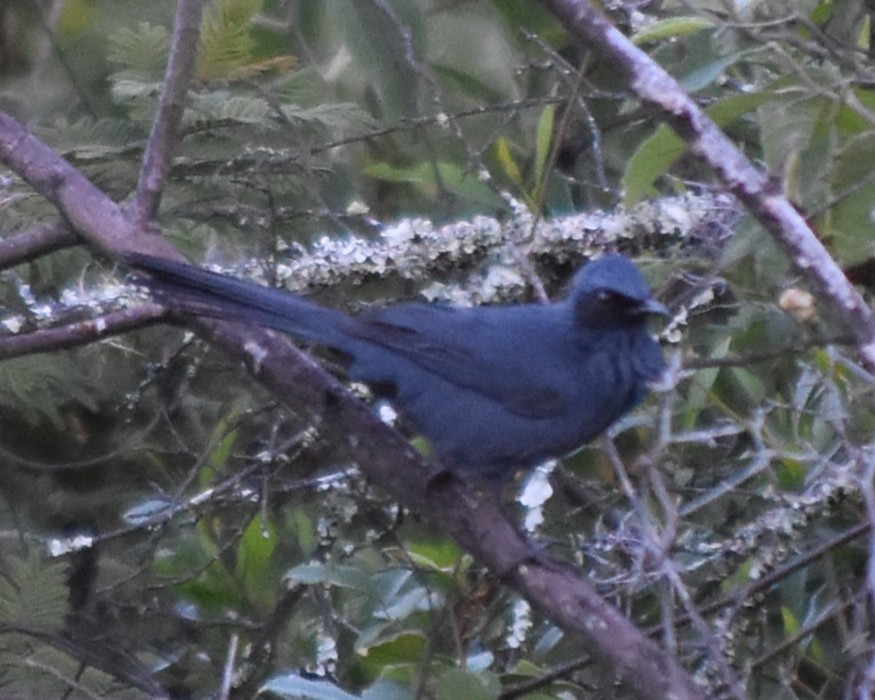 Blue Mockingbird - ML644251160