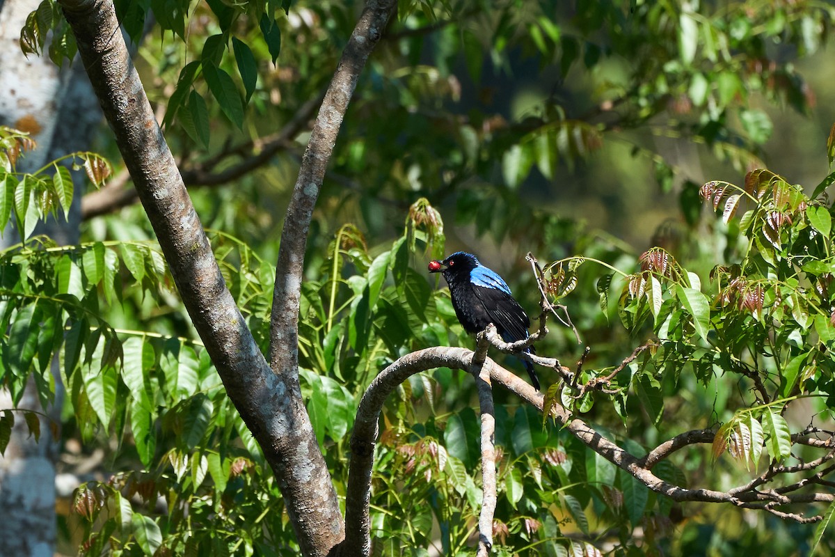 Asian Fairy-bluebird - ML644251162
