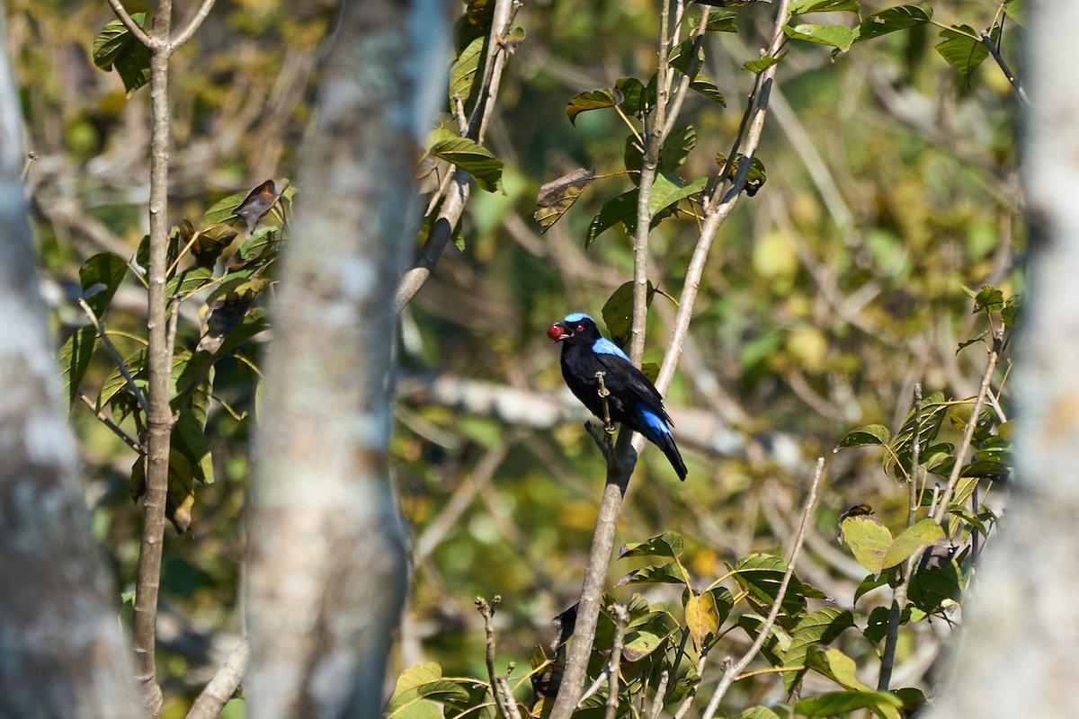 Asian Fairy-bluebird - ML644251163