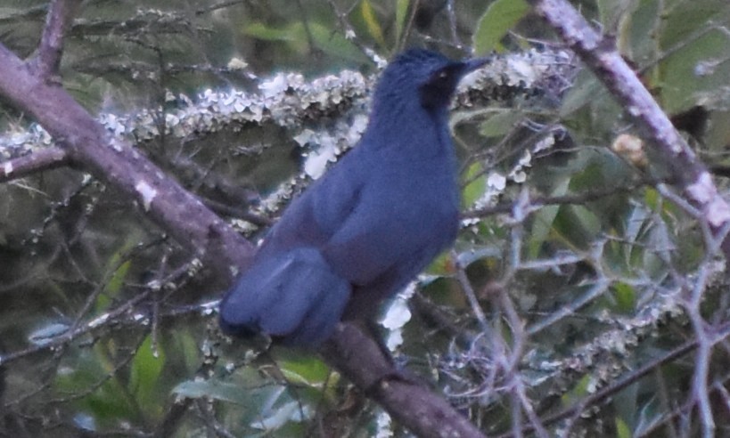 Blue Mockingbird - ML644251176