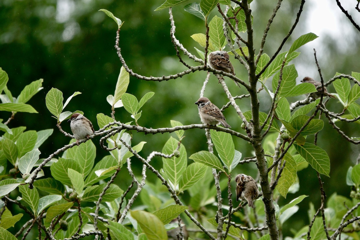 Ağaç Serçesi - ML644251178