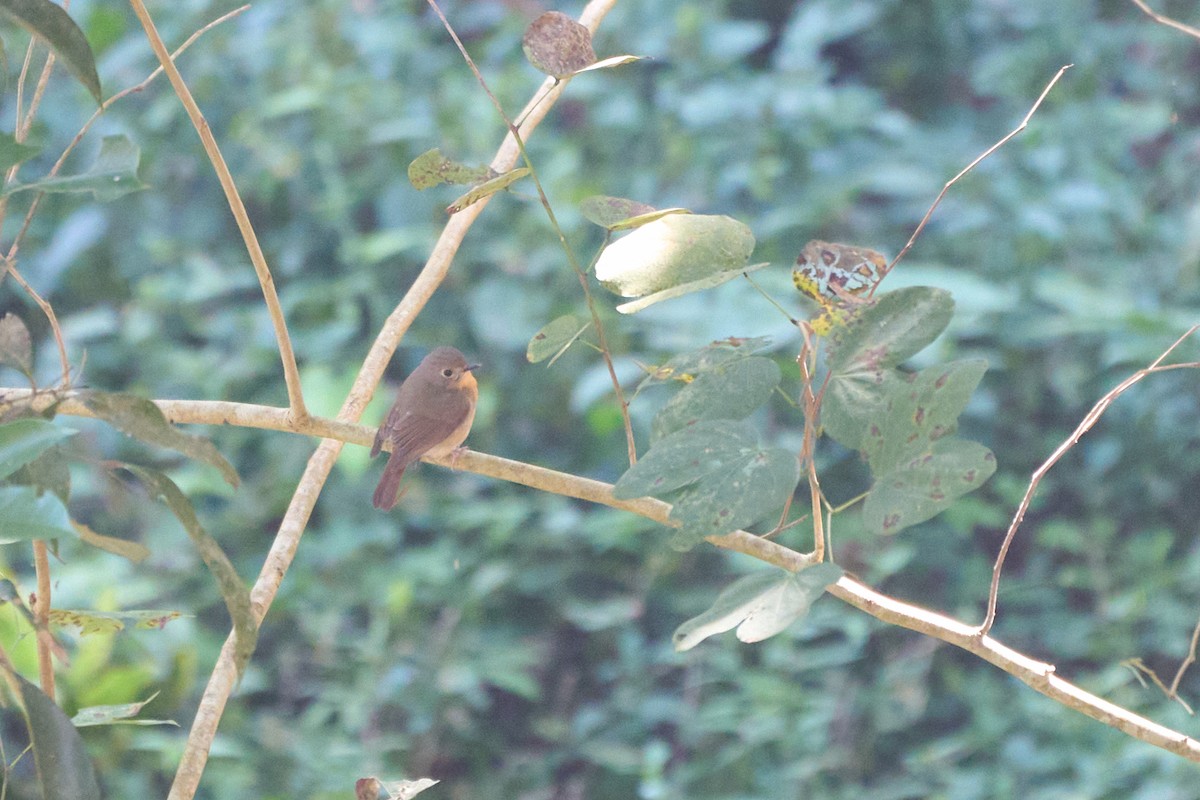 ミヤマヒメアオヒタキ - ML644251192