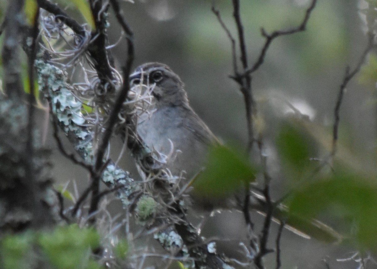 Oaxaca Sparrow - ML644251197