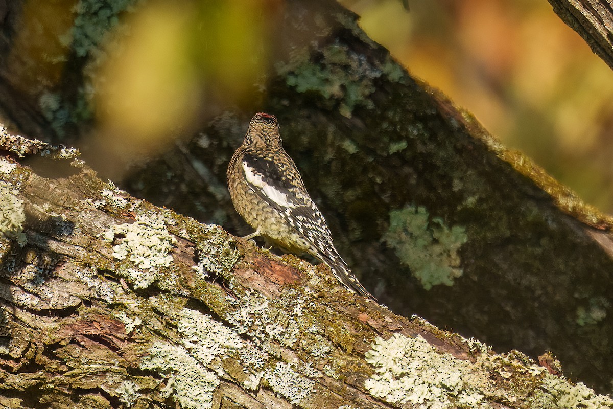 Yellow-bellied Sapsucker - ML644251198